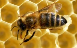 Ochrona roślin bezpieczna dla pszczół