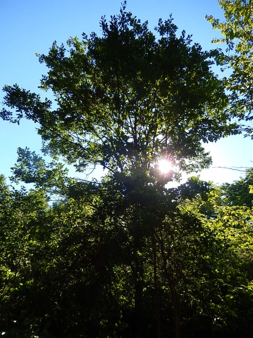Wycinka drzew w okresie lęgowym
