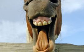 1 kwietnia – koń by się uśmiał z żartów